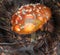 Mario& x27;s shrooms toadstool fungus