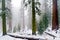 Mariposa Grove of giant sequoias, Yosemite national Park, California.