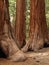 Mariposa Grove Redwoods