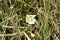 Mariposa lily in Big Horn Mountains