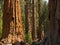 Mariposa sequoias