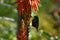 Mariqua sunbird cinngris mariquensis