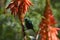 Mariqua sunbird cinngris mariquensis