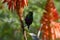 Mariqua sunbird cinngris mariquensis