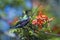 Mariqua Sunbird in Kruger National park, South Africa