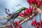 Mariqua Sunbird in Kruger National park, South Africa