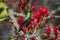 Mariqua Sunbird in Kruger National park, South Africa