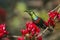 Mariqua Sunbird in Kruger National park, South Africa