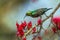 Mariqua Sunbird in Kruger National park, South Africa