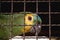 Maritaca, Brazilian bird of the parrot species. Trapped animal, smuggling and illegal sale of wild animals