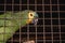 Maritaca, small parrot of the parrot family. Bird of Brazil in captivity, environmental crime, animal suffering