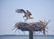 Maritime Instinct--Female Osprey Adds to Her Nest