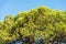 Maritime Pine on Clear Blue Sky - Mediterranean region Italy