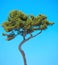 Maritime Pine curved tree on blue sky. Provence