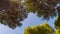 Maritime pine grove and clear sky, rotating view from below