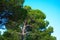 Maritime Pine Pinus pinaster along the coast in Lisbon Portugal