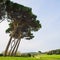 Maritime Pine tree group. Baratti, Tuscany.