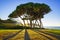 Maritime Pine tree group near sea and beach. Baratti, Tuscany.