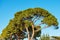Maritime Pines on Clear Blue Sky - Mediterranean Region Italy