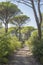 maritime pines and path in pine grove on Mediterranean shore, Marina di Alberese, Italy