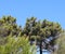 maritime pines with thick green foliage and a background of blue