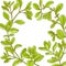 Marjoram branch vector frame