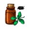 Marjoram essential oil bottle and marjoram leaves hand drawn vec