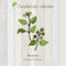 Marjoram, essential oil label, aromatic plant.