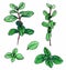 Marjoram green herb, branches with green leaves. Isolated on white background. Marker hand drawn. Botanical sketch.