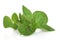 Marjoram Herb Leaf Sprig