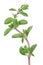 Marjoram Herb on White Background