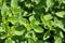 Marjoram leaves