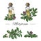 Marjoram or oregano herb and aroma oil set vector illustration isolated.