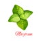 Marjoram or oregano spice herb cartoon icon