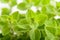 Marjoram plants background