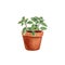 Marjoram in a pot isolated on a white background. Provencal herbs in watercolor. Illustration of kitchen herbs and spices.