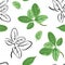 Marjoram seamless pattern. Vector color illustration of green herbs on  white background.