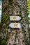 Marked hiking path on a tree