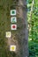 Marked hiking trails on a tree in the Thuringian Forest