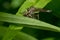 Marked Robber Fly - Machimus notatus