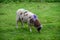 Marked sheep in Cornwall