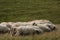 Marked sheep on the fields, full portrait