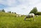 Marked sheep grazing in fresh grass