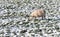 Marked sheep grazing in a snowy grassland