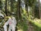 Marked tourist-hiking trail in Golubinjak forest park or Cave trail in Gorski kotar - Sleme, Croatia