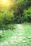 A marked trail through the forest on a summer day