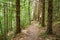 Marked trail through a pine forest