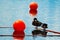 Marker buoy on surface of water and two ducks