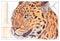 Markers illustration jaguar leopard wild animal head