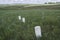 Markers show where US Soldiers fell during the Battle of Little Bighorn